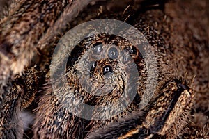 Brazilian Wandering Spider