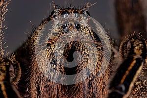 Brazilian Wandering Spider photo