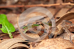 Brazilian wandering spider - danger poisonous Phoneutria Ctenidae