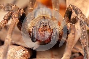 Brazilian wandering spider - danger poisonous Phoneutria Ctenidae