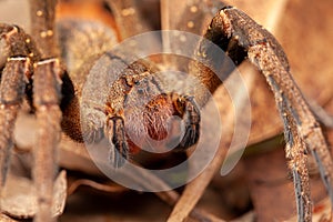 Brazilian wandering spider - danger poisonous Phoneutria Ctenidae