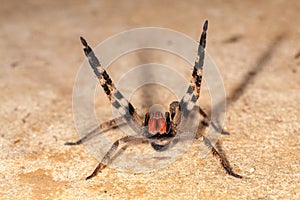 Brazilian wandering spider - danger poisonous Phoneutria Ctenidae photo