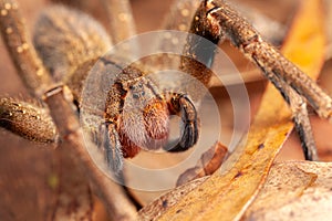 Brazilian wandering spider - danger poisonous Phoneutria Ctenidae photo
