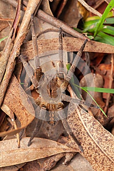 Brazilian wandering spider - danger poisonous Phoneutria Ctenidae photo