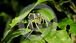 The Brazilian Wandering Spider in the leaves in the Tambopata natural reserve in Peruvian Amazon