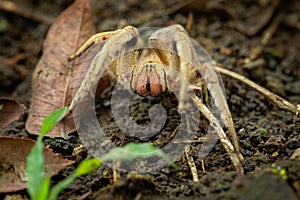 Brazilian wandering spider - Phoneutria boliviensis species of a medically important spider in family Ctenidae, found in Central photo