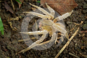 Brazilian wandering spider - Phoneutria boliviensis species of a medically important spider in family Ctenidae, found in Central photo