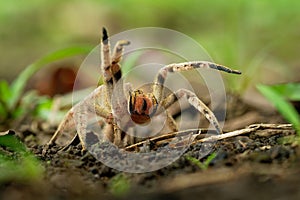 Brazilian wandering spider - Phoneutria boliviensis species of a medically important spider in family Ctenidae, found in Central photo