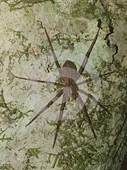 Brazilian wandering spider - Phoneutria keyserlingi Ctenidae photo