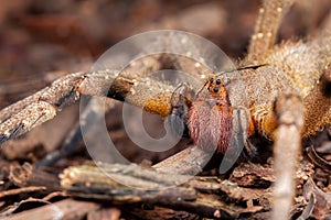 Brazilian wandering spider Phoneutria nigriventer