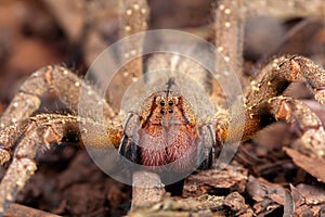 Brazilian wandering spider Phoneutria nigriventer photo