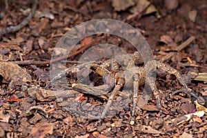 Brazilian wandering spider Phoneutria nigriventer photo