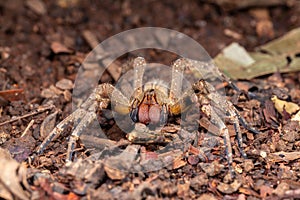 Brazilian wandering spider Phoneutria nigriventer photo