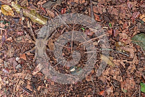 Brazilian wandering spider Phoneutria nigriventer photo