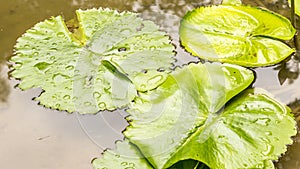 Brazilian water plant Vitoria Regia