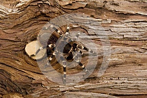 Brazilian White Knee Tarantula