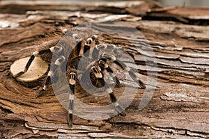 Brazilian whiteknee tarantula