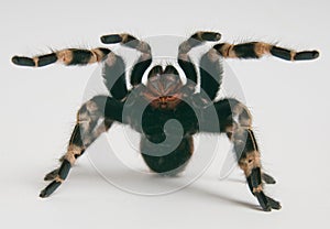 Brazilian whiteknee tarantula in attacking positio