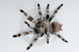 Brazilian whiteknee tarantula. View from top