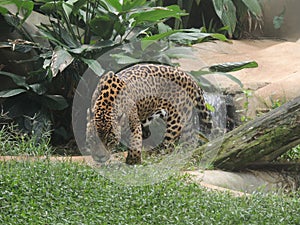 The Brazilian wild Jaguar - A onÃÂ§a pintada - South America Wildlife big Feline photo