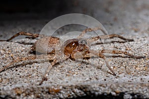 Brazilian Wolf Spider