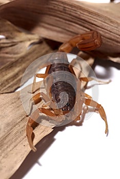 Brazilian yellow scorpion, full body