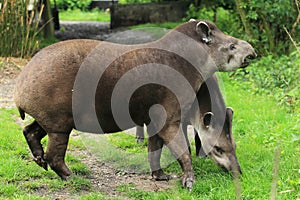 Brazilians tapirs