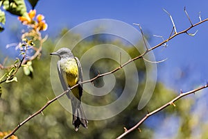 Brazillian bird Suiriri - Tyrannus melancholicus - on branch of tree in sunny day