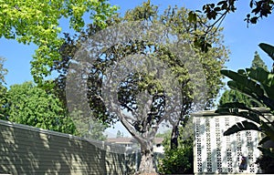 Brazillian Peppertree (Schinus terebinthifolius) in Laguna Woods, Caliornia