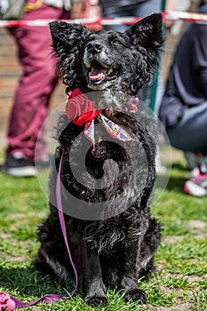 Brazillian Rescue black dog with huge ears sitting on grass with a rose on it collar