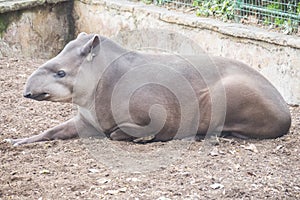 Brazillian tapir resting lying on the ground, Tapirus terrestris