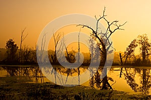 Brazos Bend Dawn