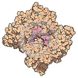 BRCA1 (BReast CAncer type 1 susceptibility, BRCT domain) DNA repair enzyme. Certain mutations in the BRCA1 gene are associated