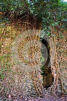 Breach in the wall with ivy