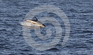 Breaching Atlantic White-sided Dolphin