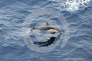 Breaching Common Dolphin