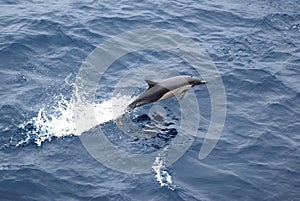 Breaching Common Dolphin