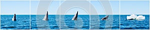 Breaching Gray whales (Eschrichtius robustus)