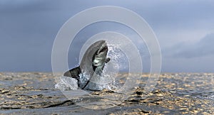 Breaching Great White Shark in attack. Scientific name: Carcharodon carcharias. South Africa