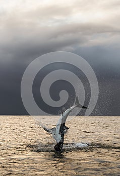 Breaching Great White Shark  in attack. Scientific name: Carcharodon carcharias. South Africa