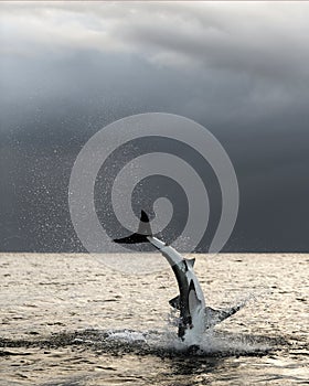 Breaching Great White Shark  in attack. Scientific name: Carcharodon carcharias. South Africa