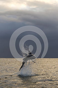 Breaching Great White Shark. Dawn sky and storm clouds background.  Scientific name: Carcharodon carcharias. South Africa