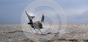 Breaching Great White Shark. Front View.