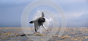 Breaching Great White Shark. Front View.