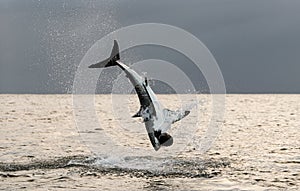 Breaching Great White Shark. Shark attacks the bait.  Scientific name: Carcharodon carcharias. South Africa
