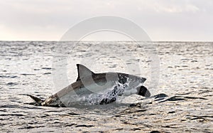 Breaching Great White Shark.  South Africa