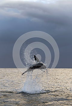 Breaching Great White Shark. South Africa