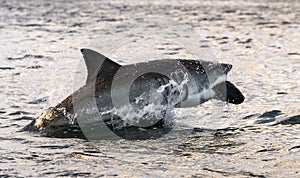 Breaching Great White Shark.   South Africa