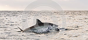 Breaching Great White Shark. South Africa