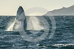 Breaching humpack whale in cabo san lucas